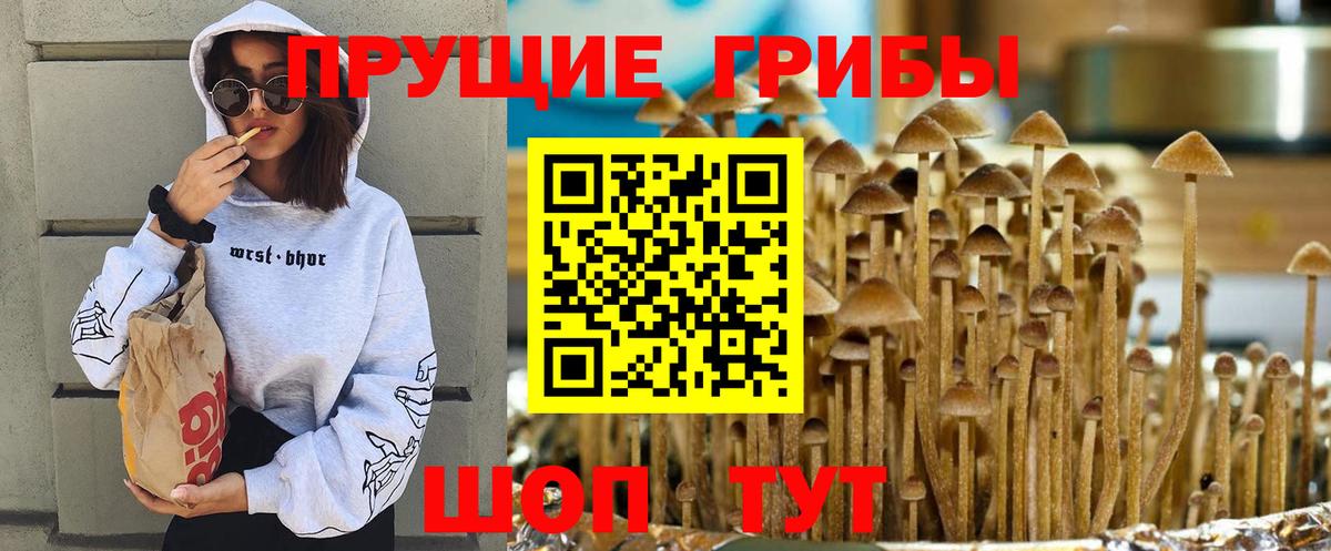 Псилоцибиновые грибы GOLDEN TEACHER Рыбинск